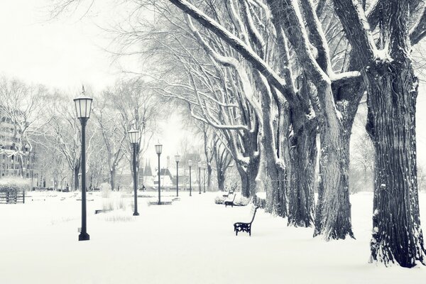 Alley of trees with benches and lanterns in winter