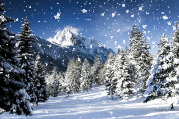 Nieve en el bosque de abetos en invierno