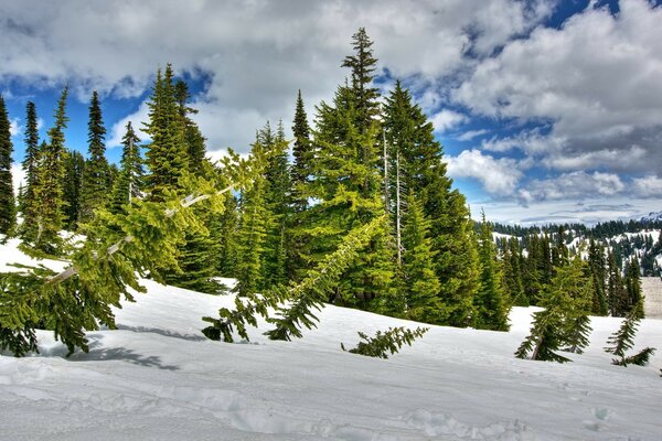 Alberi caduti sul fianco della montagna