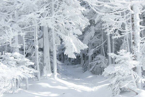 Belle forêt dans une couverture de neige blanche