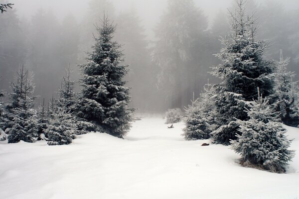 Forêt glaciale d hiver brumeuse