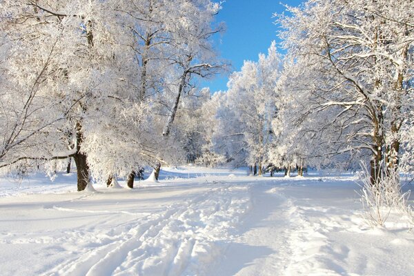 A path through a snow-covered forest