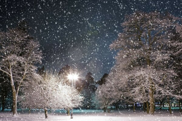 Snow falls at night in the park