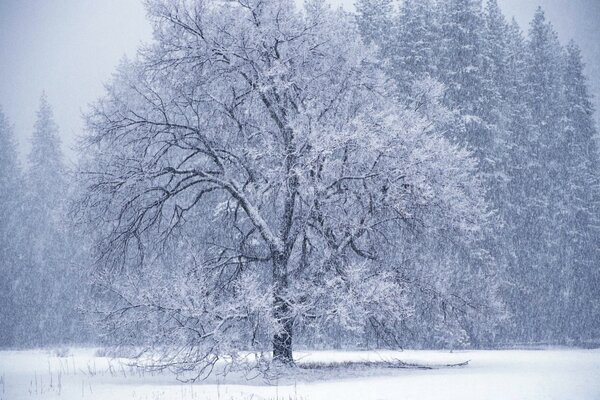 Snowy winter enveloped the tree