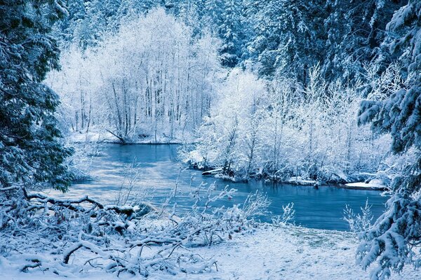 Bosque de invierno de cuento de hadas