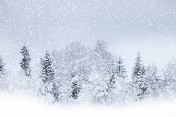 Schneesturm im kalten Winterwald