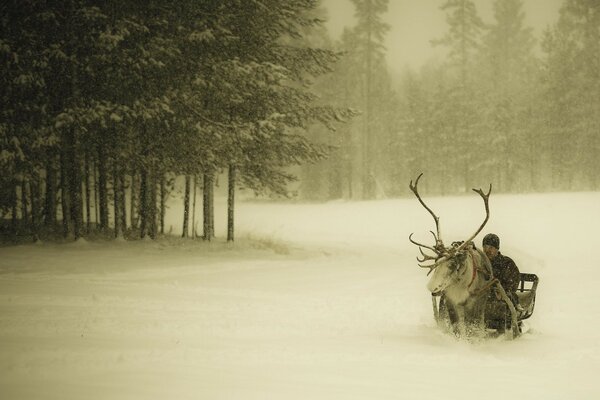 Reindeer team at the winter forest