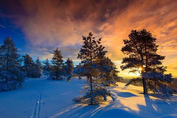 Winterwald-Landschaft