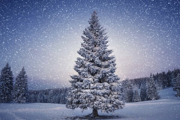 Ein Schneebaum steht in der Kälte