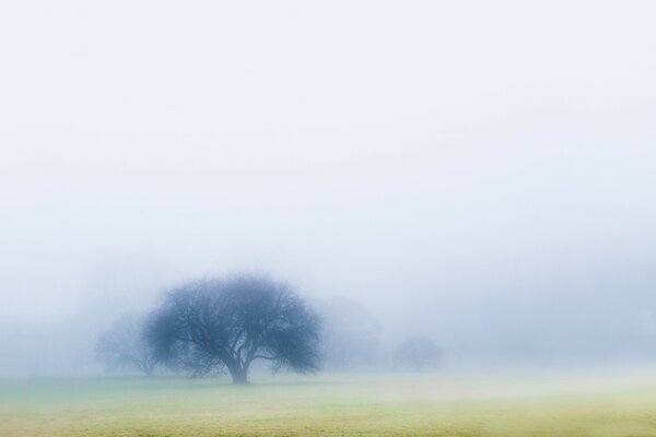 Einsamer Baum im Nebel auf einer Wiese