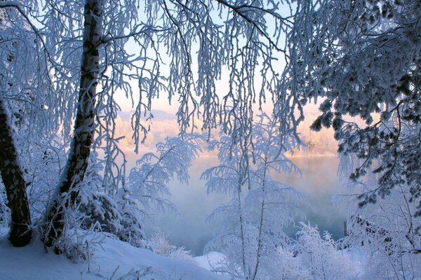 Snow-covered tree branches