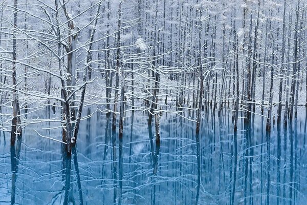 Winter trees are reflected in the lake