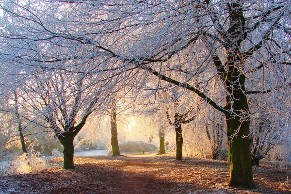 Invierno de cristal en el cálido sol