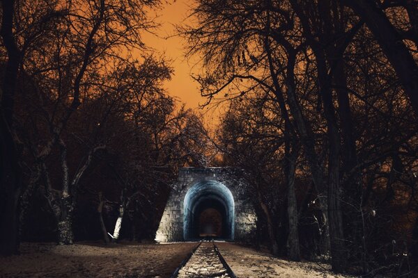 Árboles de invierno y luz en el túnel