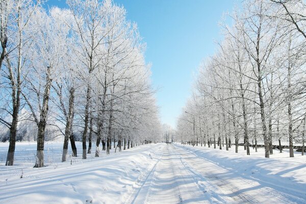 冰冻的树木沿着雪路