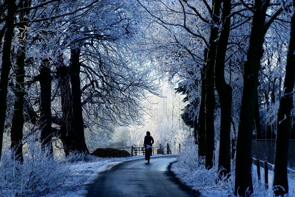 Snow in winter, the trees are cold