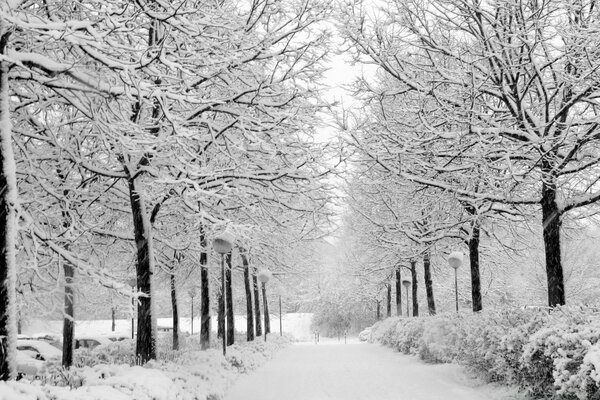 Árboles cubiertos de nieve a lo largo de la carretera