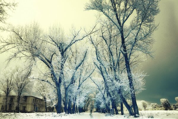 Alberi innevati in una città abbandonata