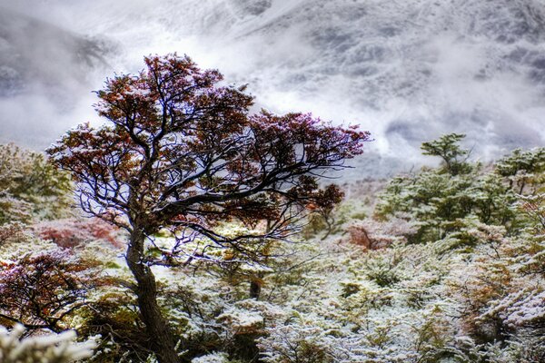 Erba e alberi in montagna