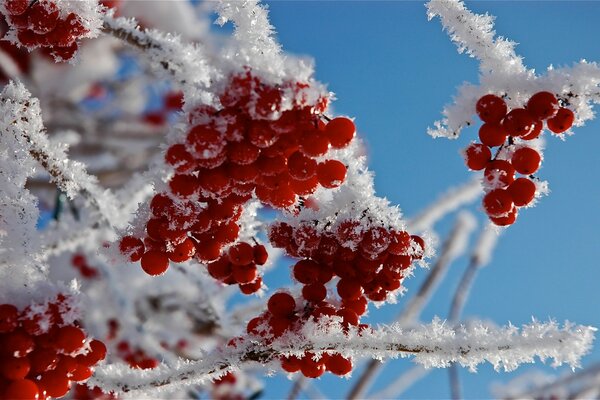 Eberesche Beeren im Winter im Frost