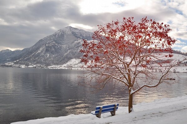 Acajou au bord du lac et de la montagne