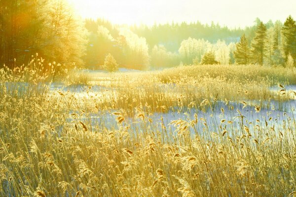 No campo, os campos de Inverno