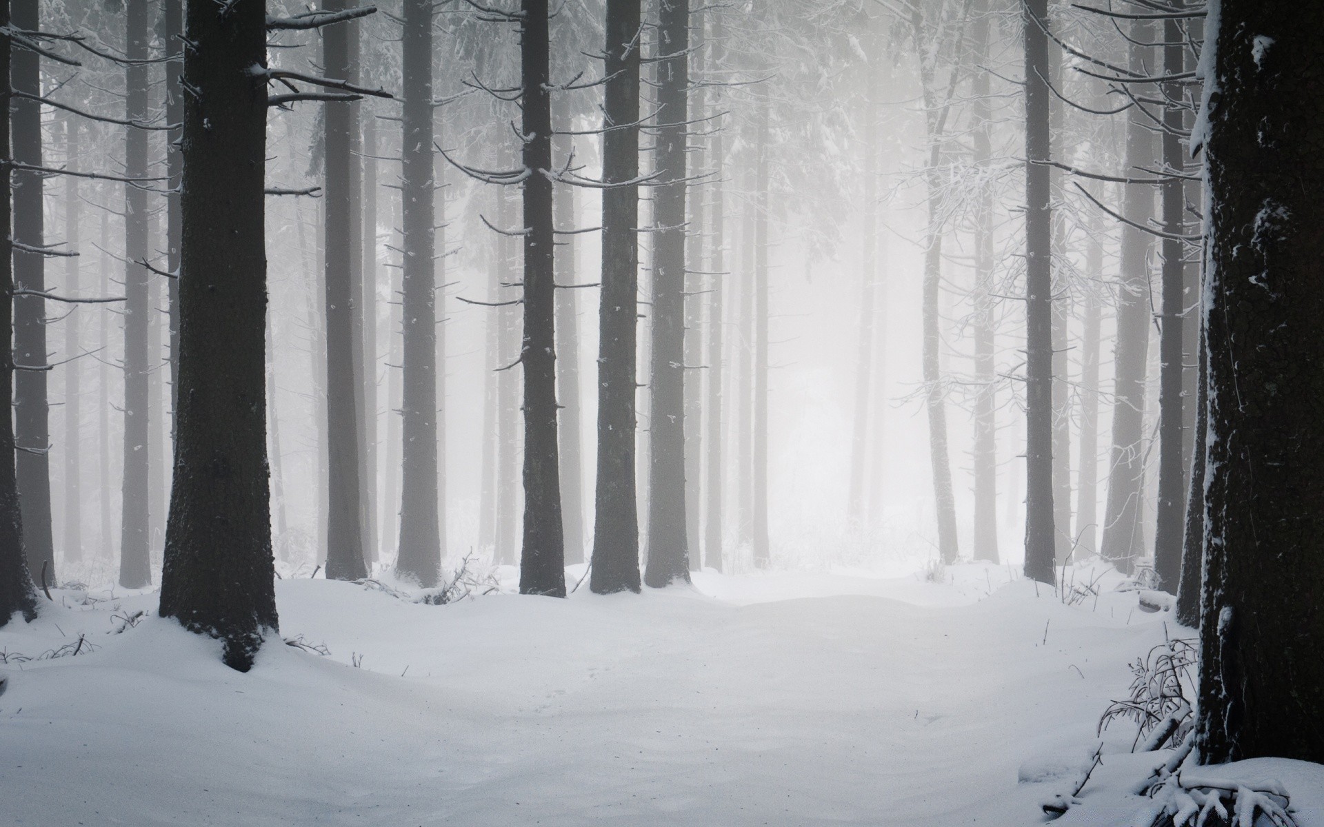 winter snow fog cold frost wood outdoors frozen light mist shadow nature weather ice