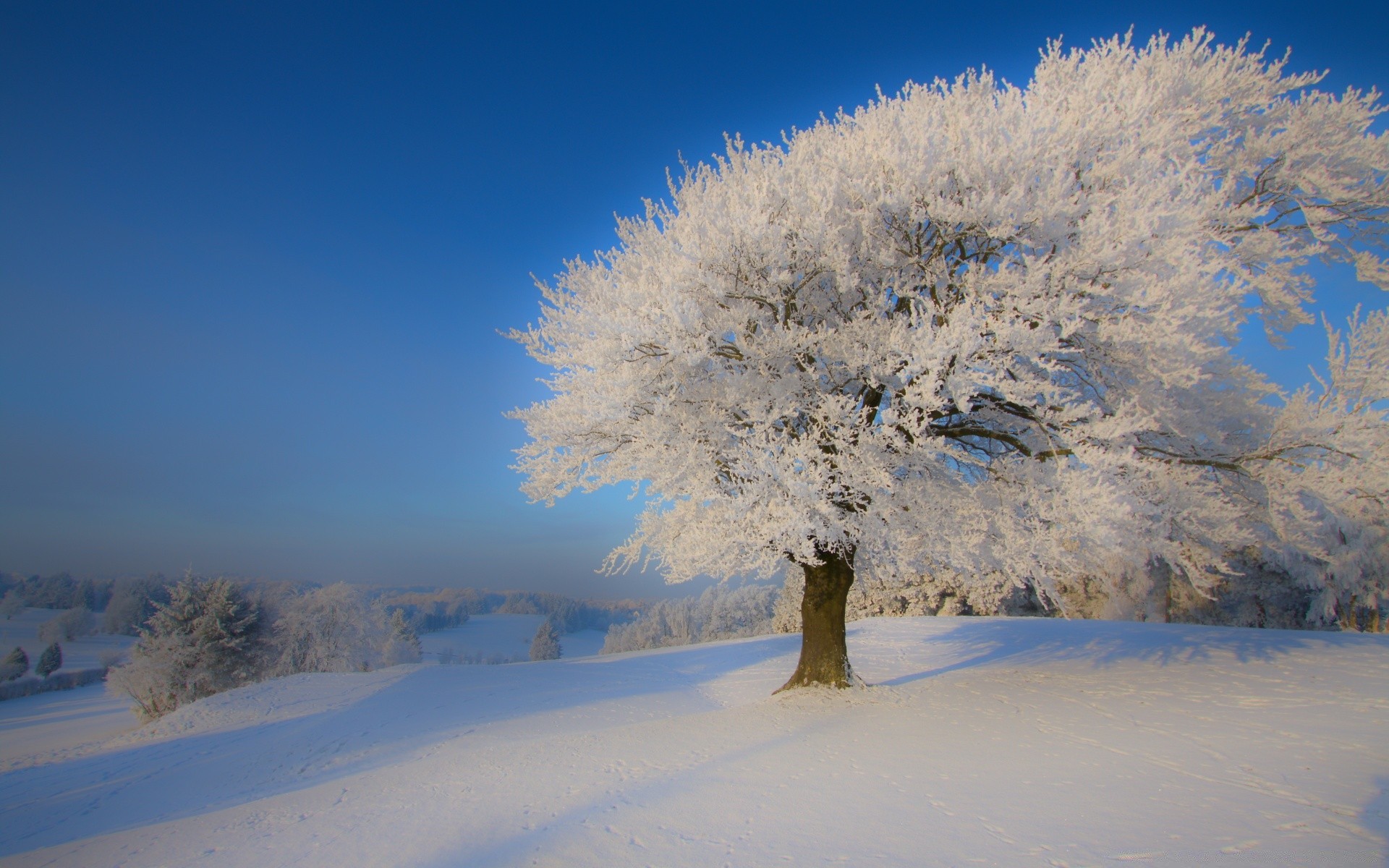 hiver neige froid gel arbre congelé paysage glace bois météo givré scénique saison nature beau temps neige-blanc ciel