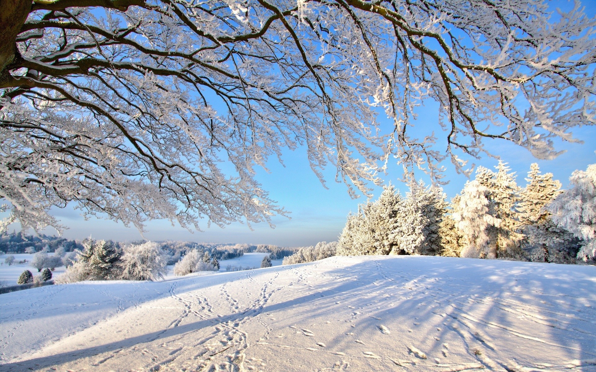 invierno nieve árbol paisaje frío congelado madera temporada escénico escarcha tiempo hielo rama montaña buen tiempo naturaleza nevado