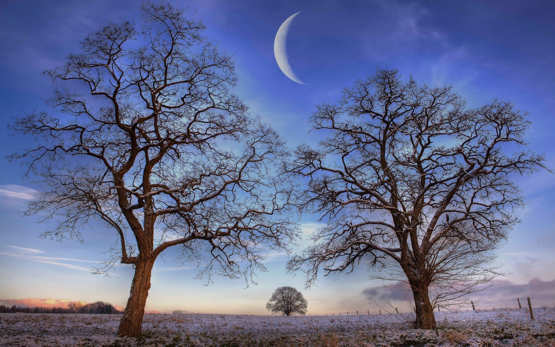 hiver arbre paysage nature ciel bois unique aube chêne à l extérieur branche automne saison pittoresque solitude campagne