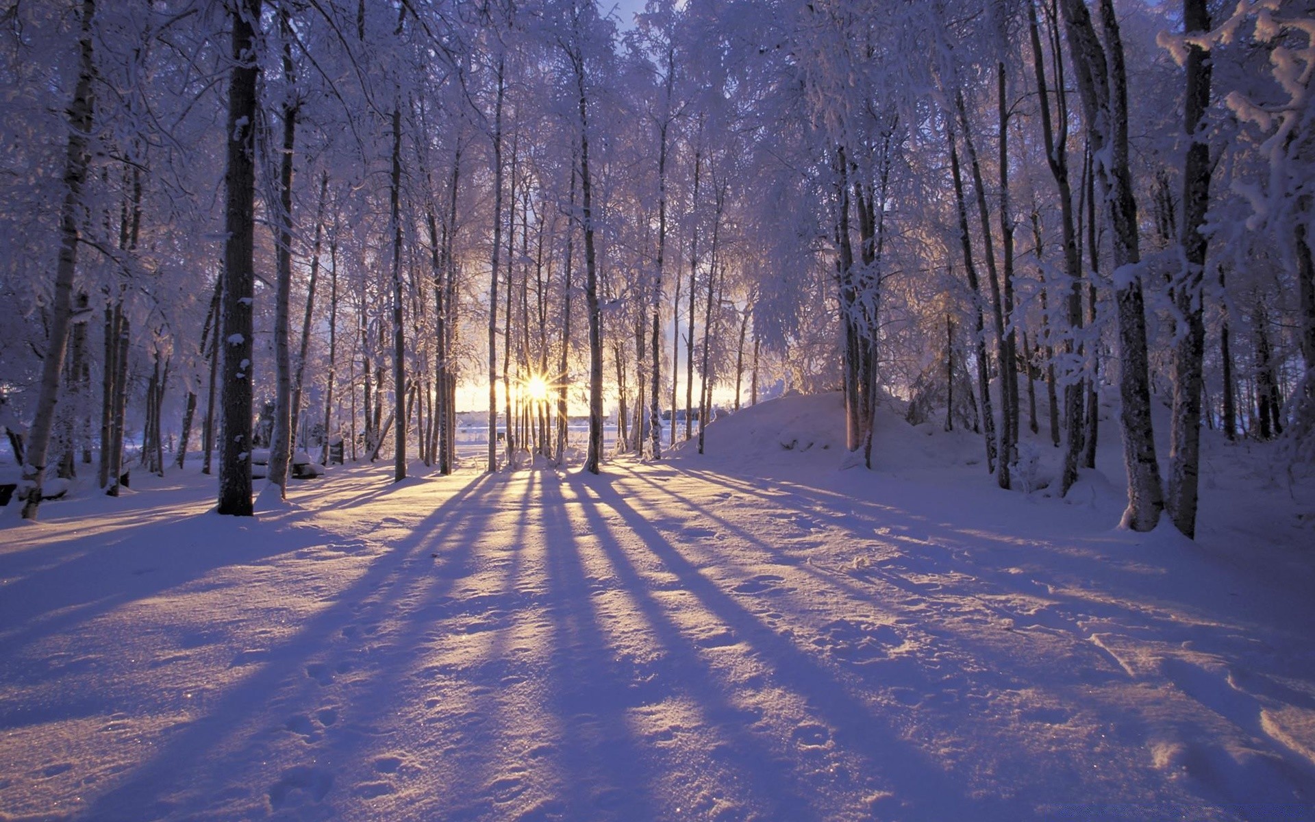 hiver neige bois gel bois froid paysage congelé manuel aube saison glace météo branche route brouillard nature beau temps scénique