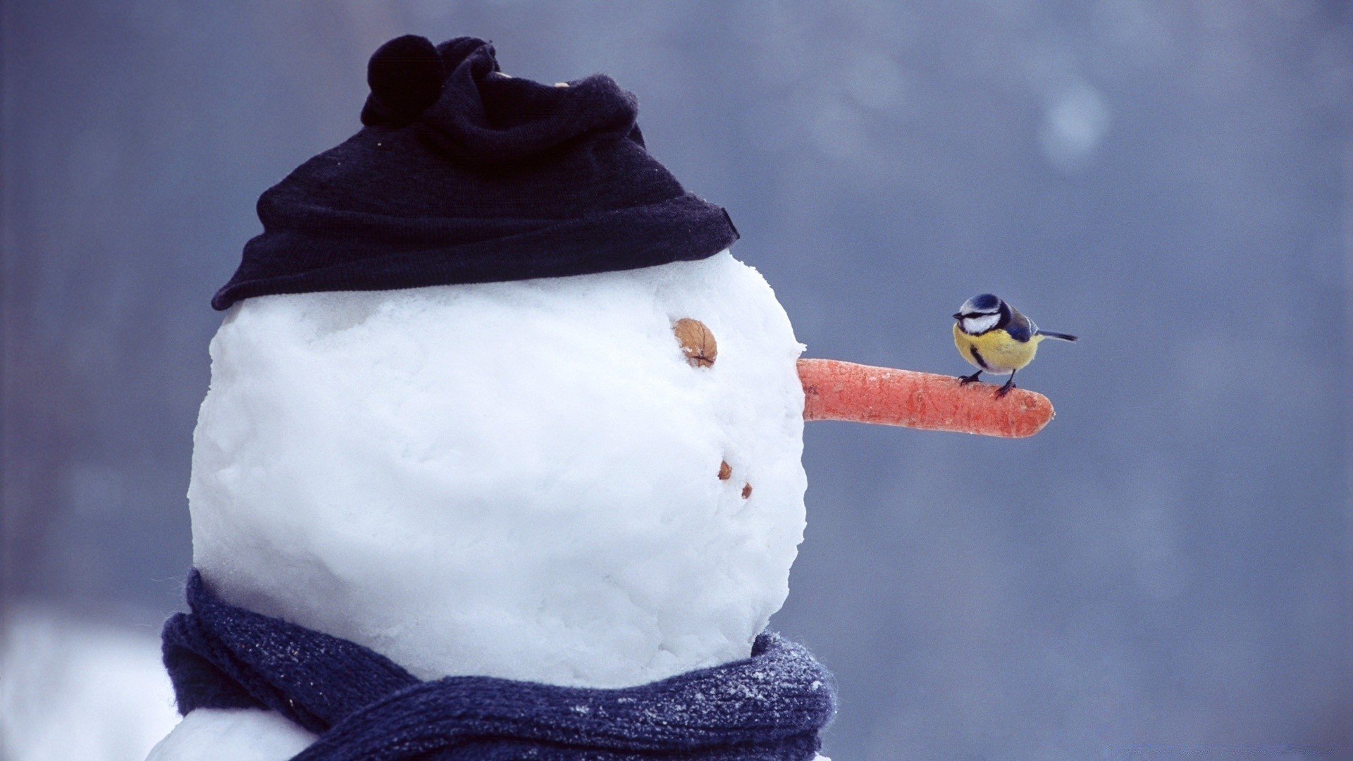 winter snow cold one bird ice frost outdoors wear frozen season still life sky