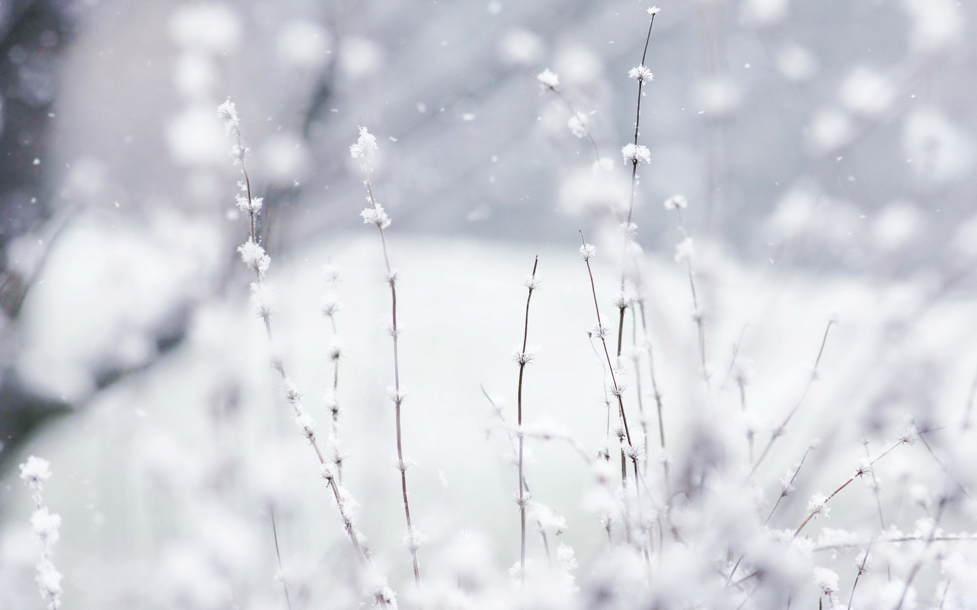 hiver neige gel nature froid congelé glace aube dof rosée résumé beau temps flou météo saison