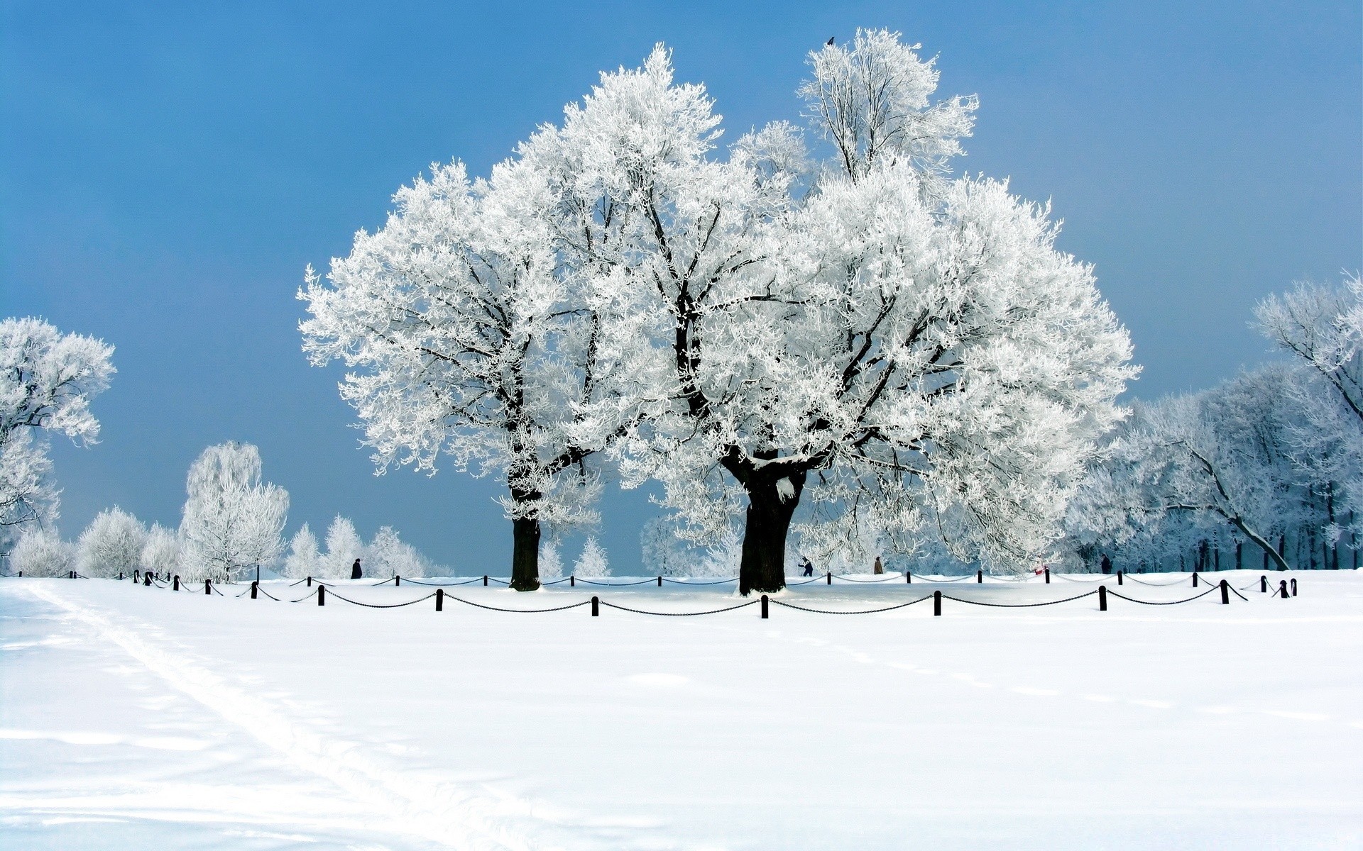 hiver neige froid gel arbre congelé saison météo paysage glace neigeux tempête de neige bois branche givré scénique neige-blanc congère scène