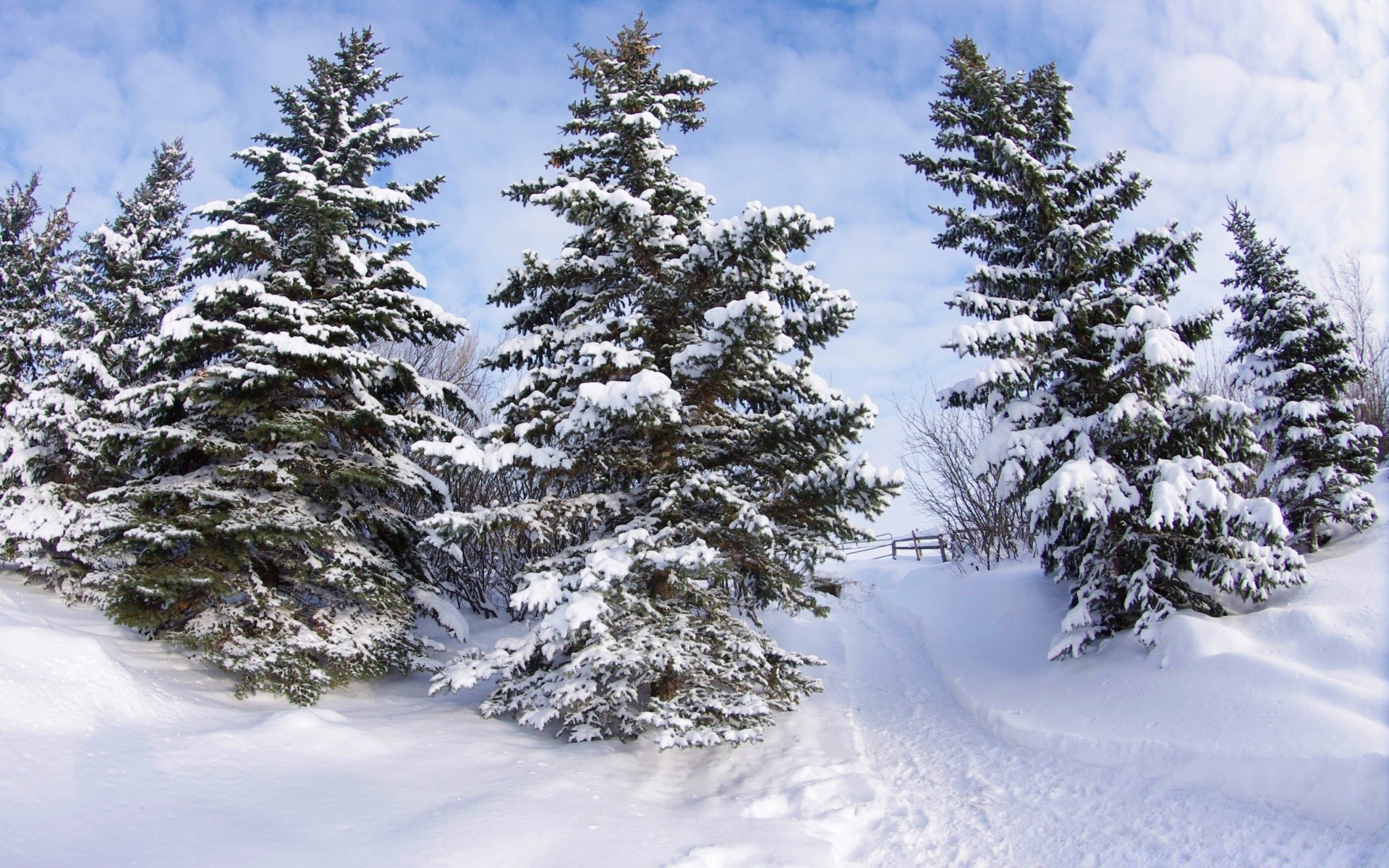 inverno neve gelo freddo congelato evergreen legno albero abete paesaggio stagione meteo pino ghiaccio conifere abete rosso conifere scenic