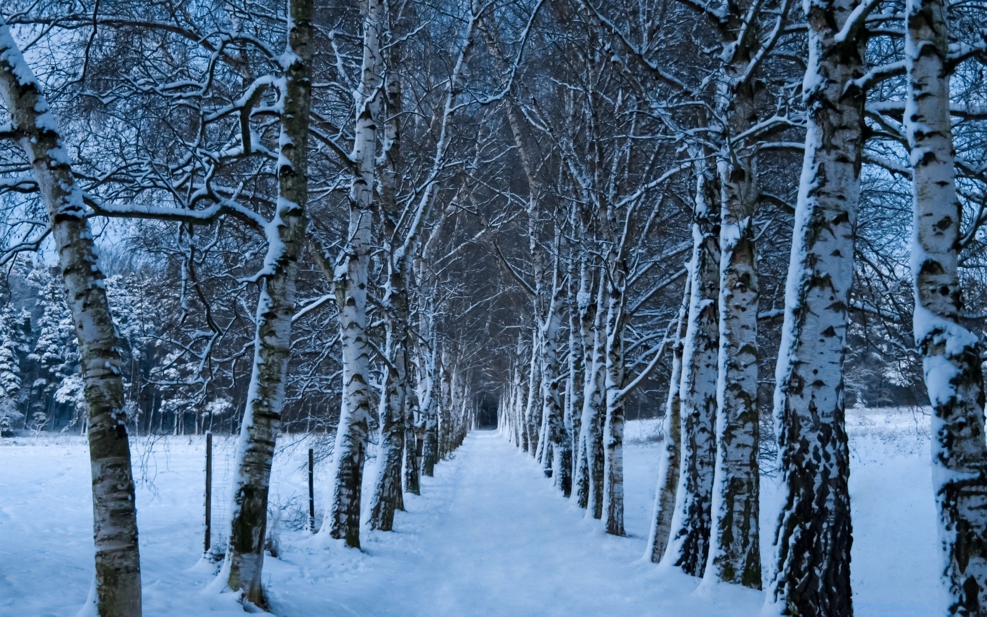 winter snow cold frost wood frozen season tree branch weather landscape ice birch scenic scene snow-white frosty nature park