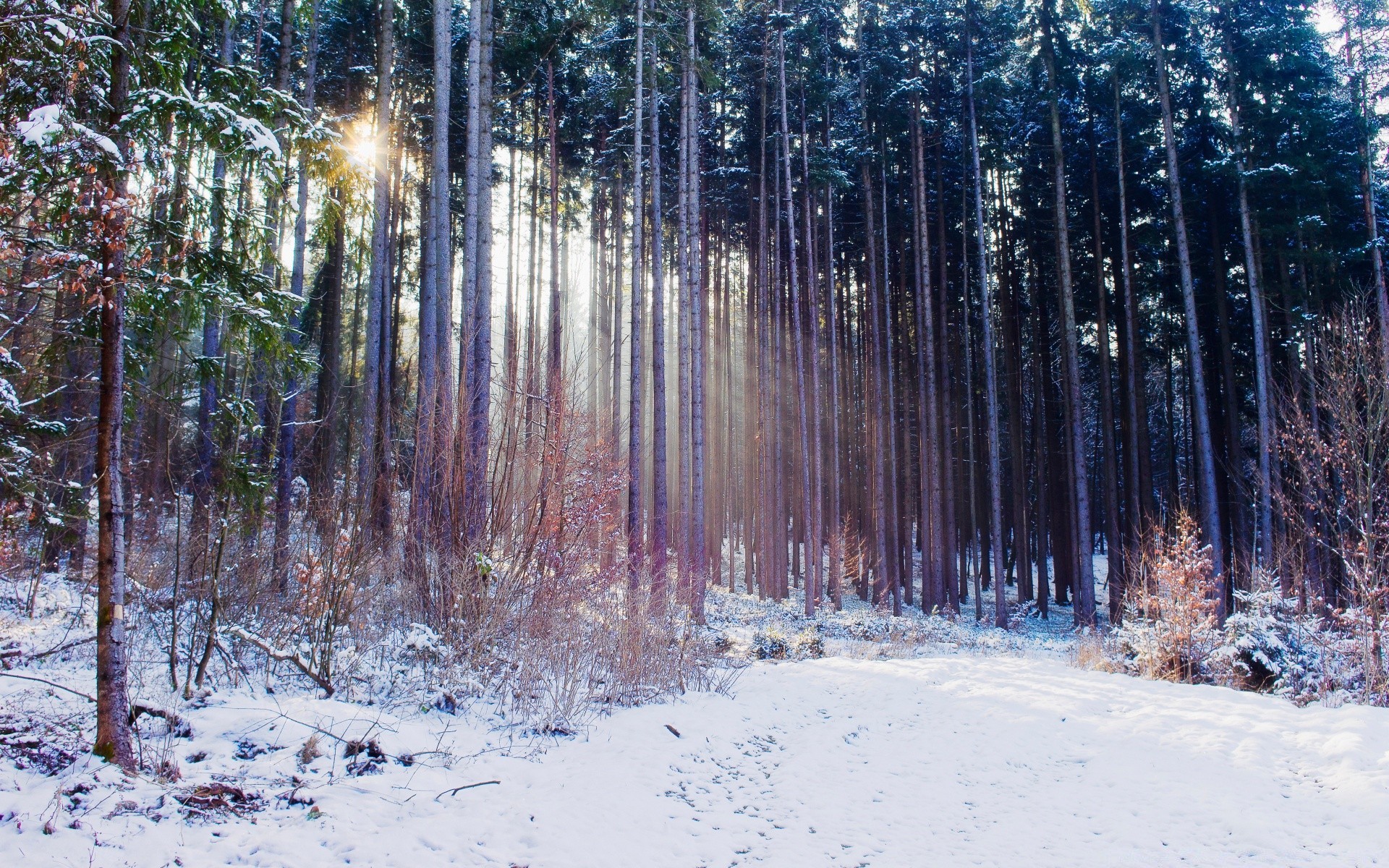 inverno neve legno albero gelo natura paesaggio stagione freddo bel tempo ramo pino congelato luminoso parco all aperto ghiaccio scenico neve-bianco