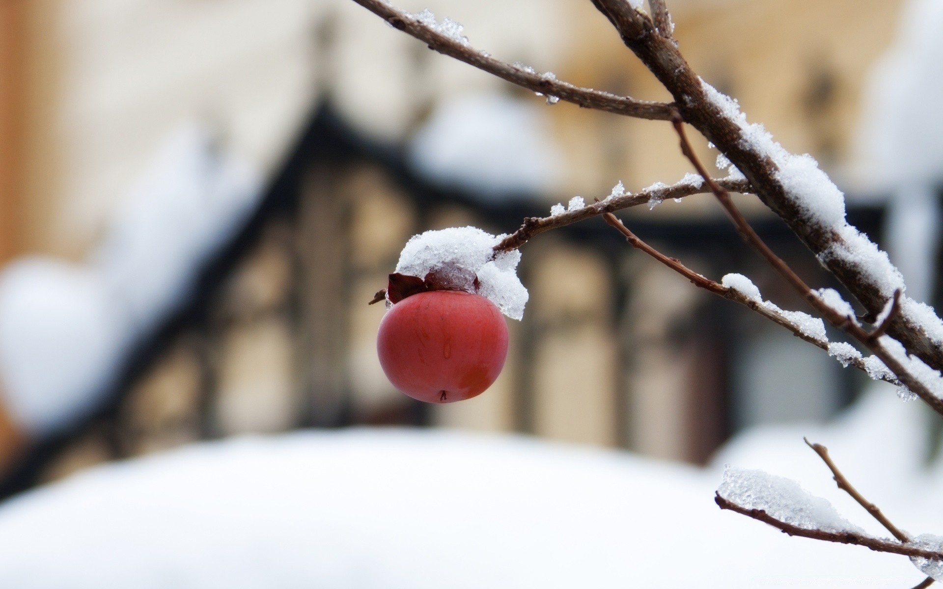 winter snow blur frost outdoors tree nature ice branch cold christmas frozen fruit season food fall berry wood light