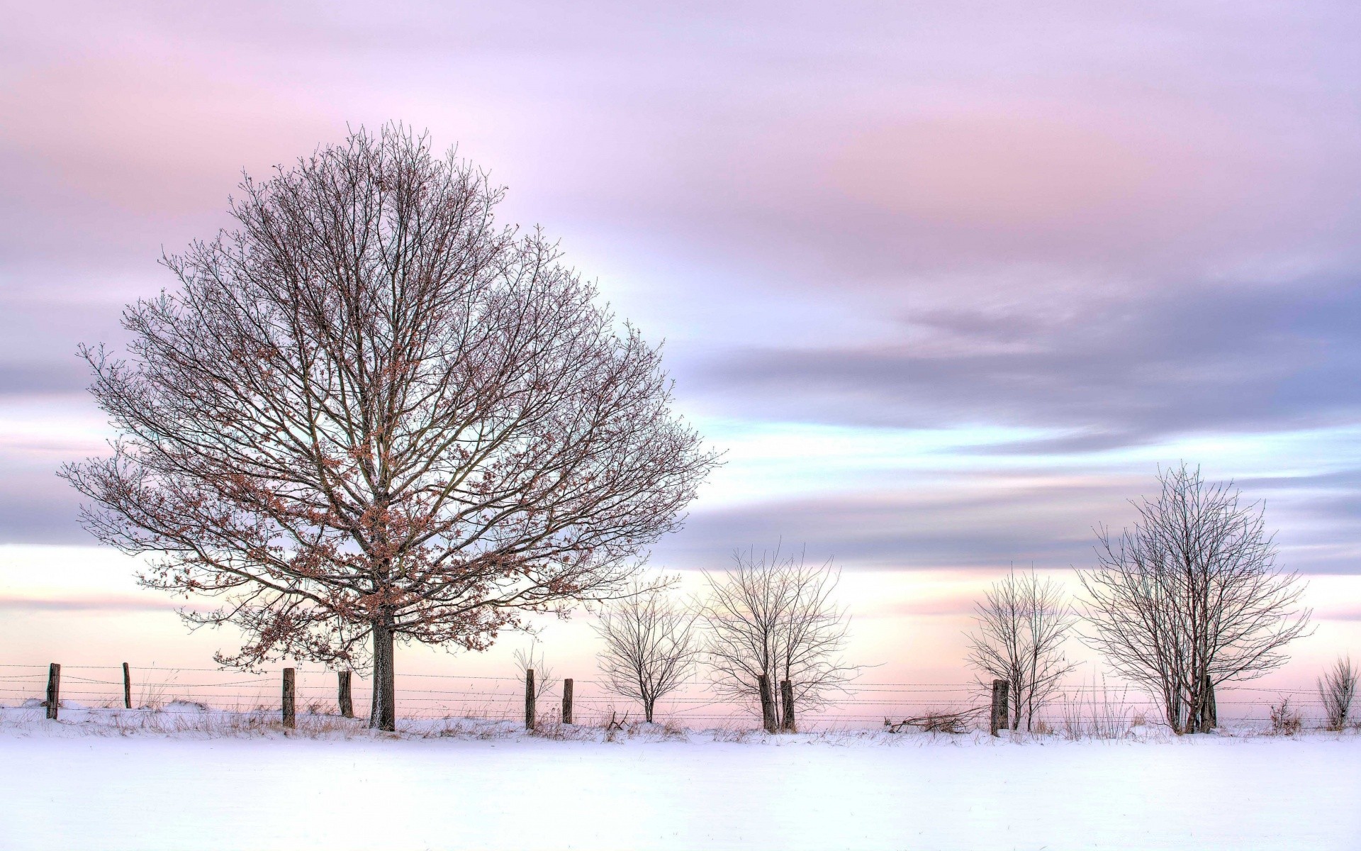 inverno neve freddo gelo albero natura legno paesaggio congelato alba ghiaccio tempo stagione nebbia campagna all aperto bel tempo ramo autunno