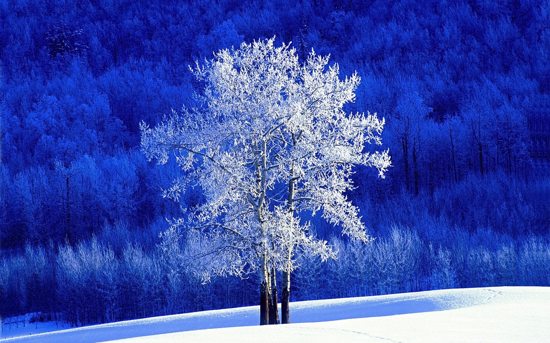 winter snow frost cold christmas season tree frozen landscape desktop ice nature frosty snowflake wood light icy weather