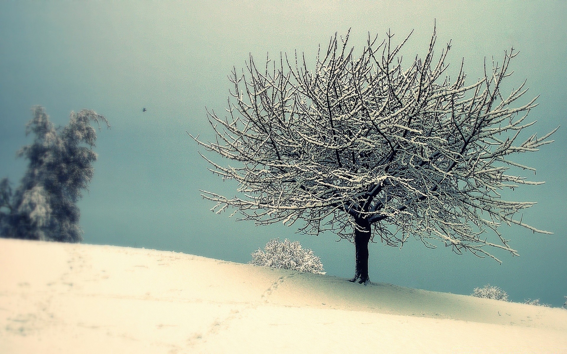 winter baum landschaft schnee natur kälte im freien frost himmel nebel wetter gutes wetter dämmerung