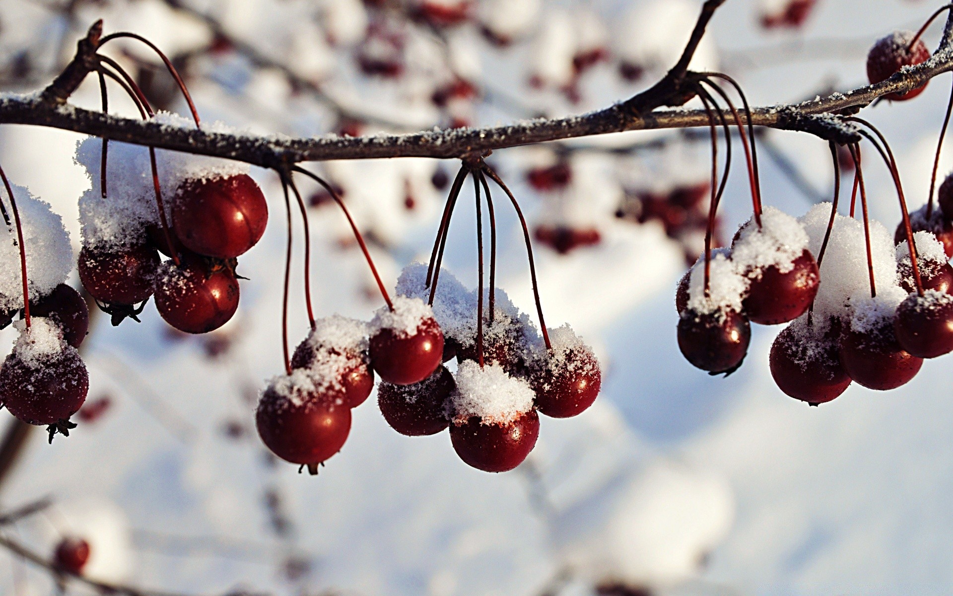 hiver baie fruits cerise noël nature saison neige branche nourriture juteuse feuille automne gel délicieux