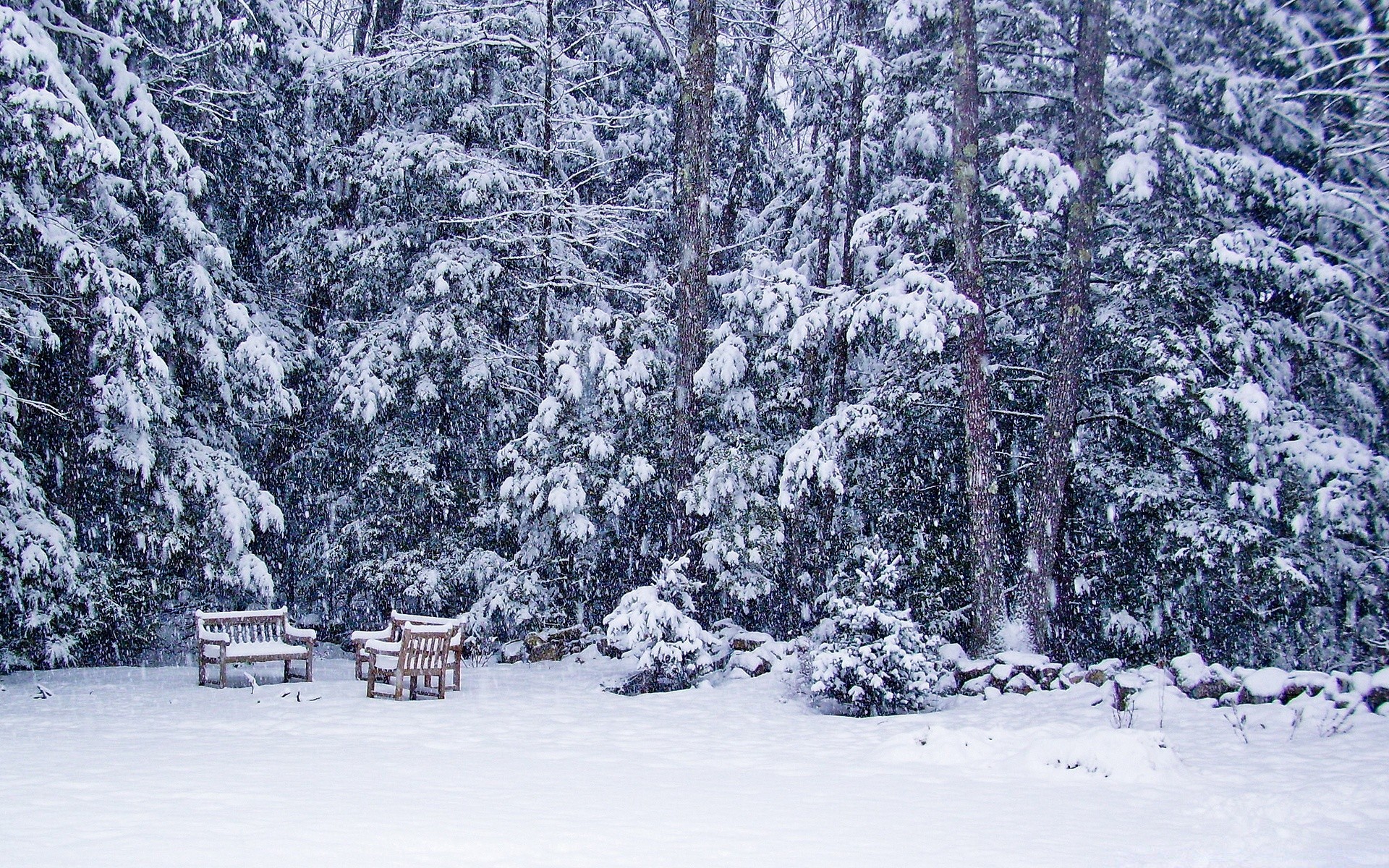 invierno nieve escarcha frío congelado madera hielo tiempo temporada árbol nevado paisaje escarchado tormenta de nieve hielo blanco como la nieve escena ventisca escénico