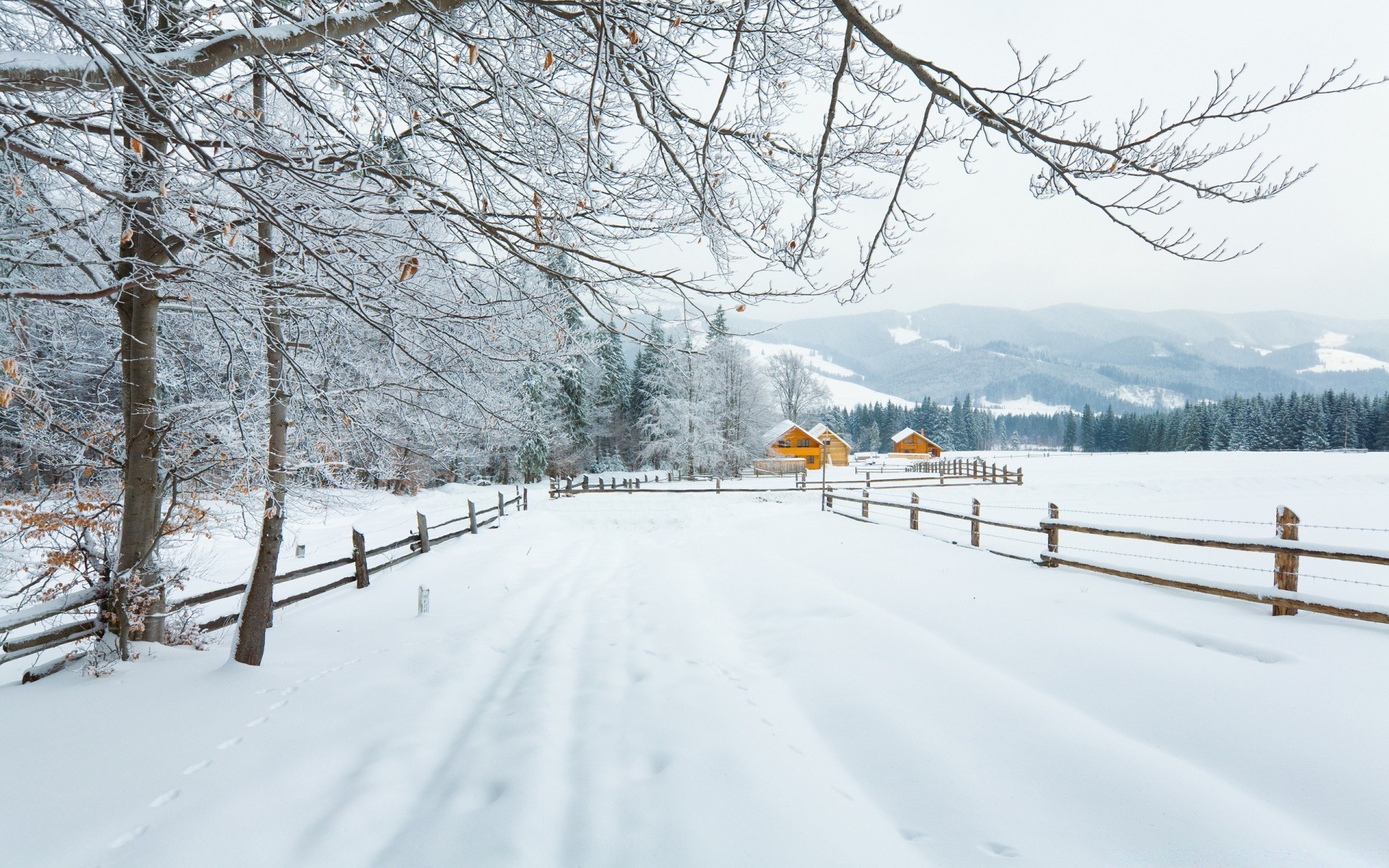 invierno nieve frío congelado escarcha árbol temporada clima paisaje madera hielo nevado escénico ventisca ventisca rama helada pista blanco como la nieve naturaleza