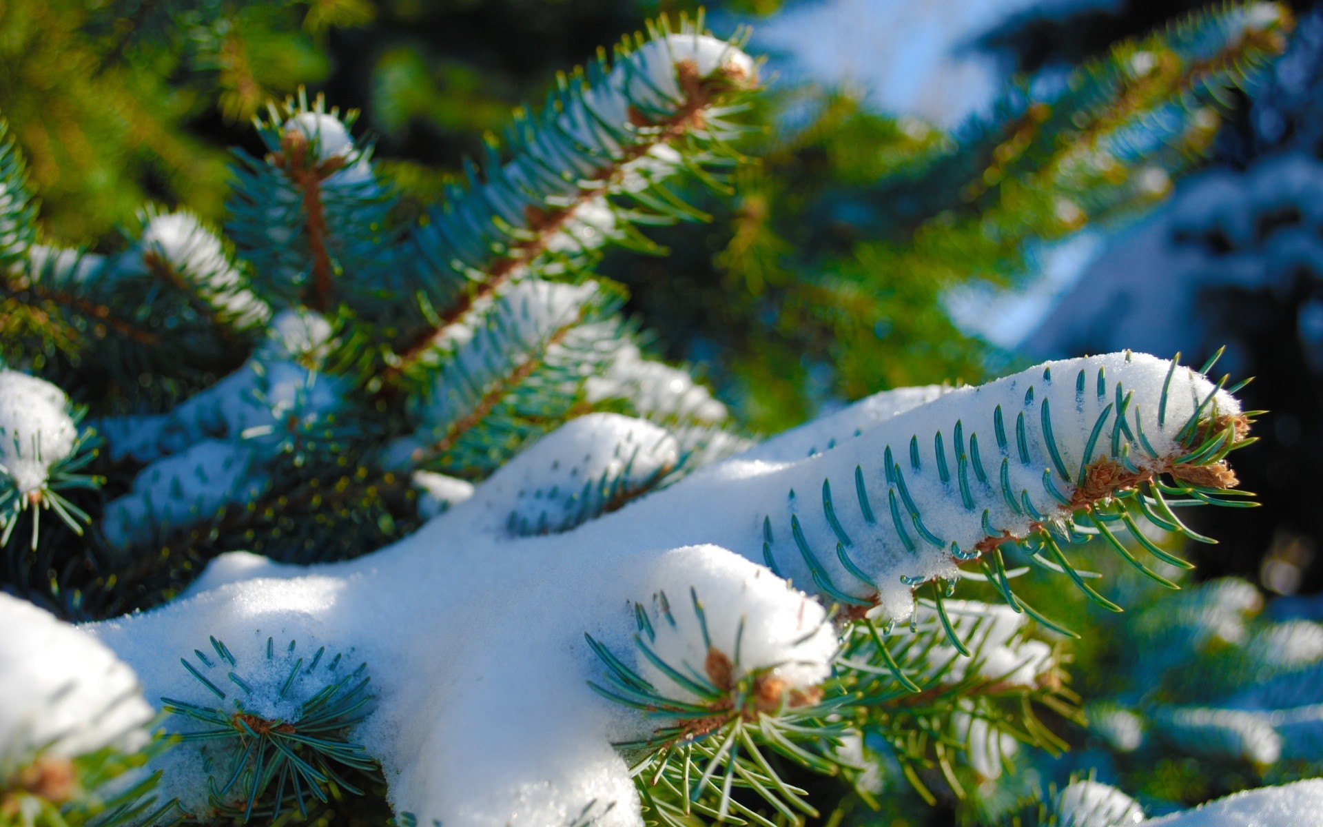 inverno albero di natale natura decorazione di colore ago pino abete all aperto subacquea