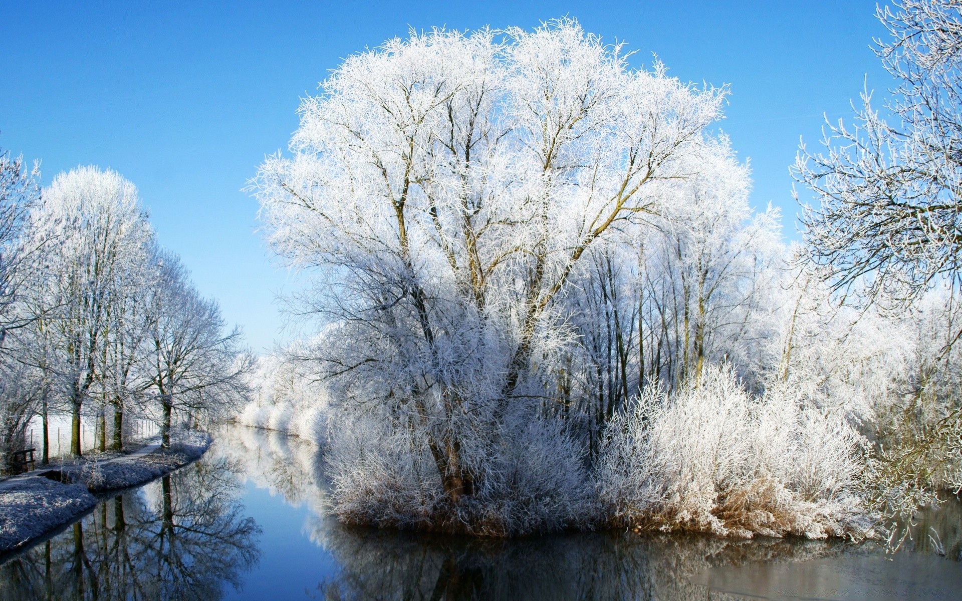 winter frost cold snow tree landscape frozen wood season nature weather ice branch fair weather scene park outdoors frosty