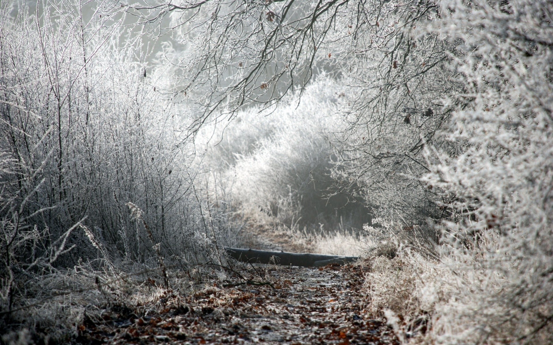 kış frost kar soğuk doğa ağaç hava durumu manzara donmuş sezon ahşap açık havada buz sis şube park çevre