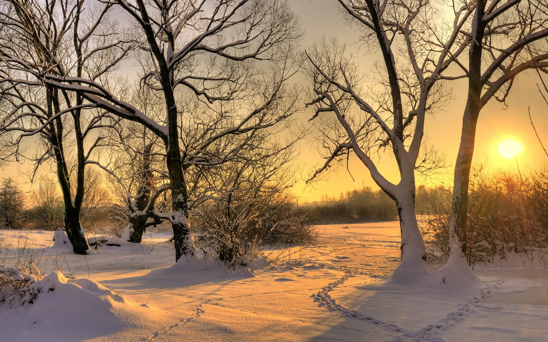 winter tree landscape dawn wood snow nature weather fair weather season branch cold park scenic sunset fall fog frost outdoors