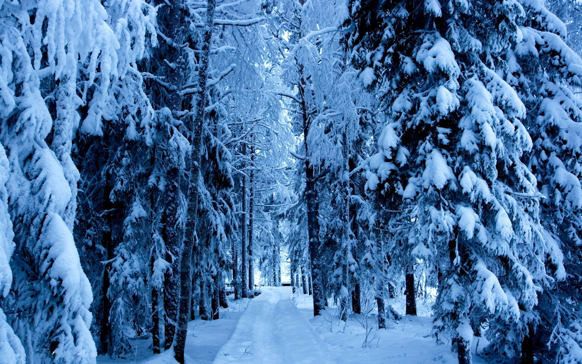 invierno nieve frío escarcha hielo congelado madera escarchado árbol temporada paisaje clima helado escénico