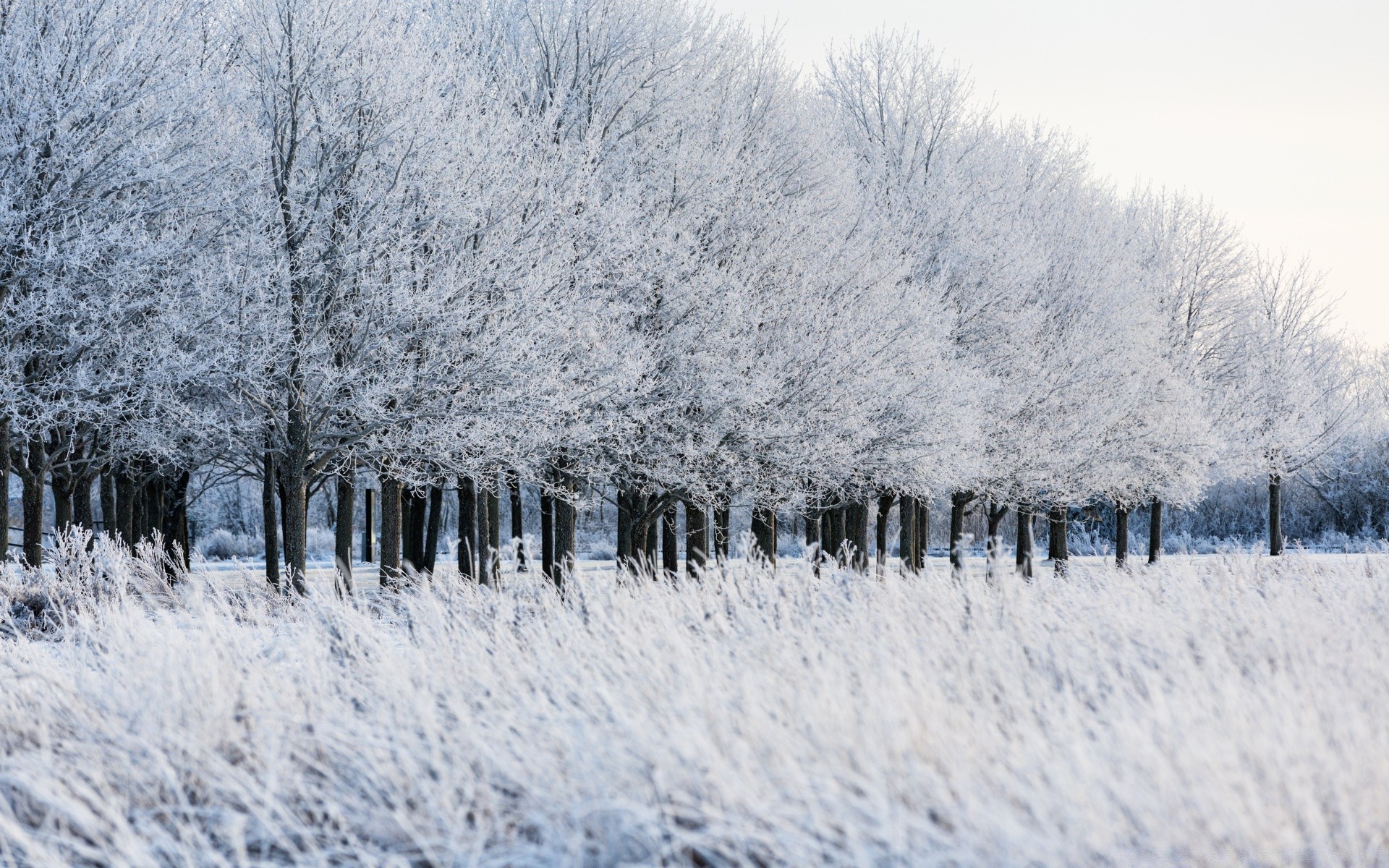 winter snow cold frost frozen weather season landscape tree frosty wood ice scenic snowstorm icy scene snow-white nature snowy